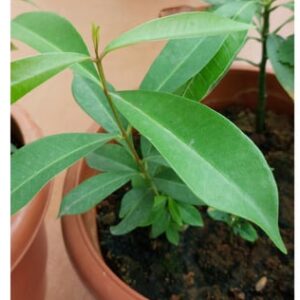 Growing Jamun Plant at Home. Potted Plant is flourishing in a pot