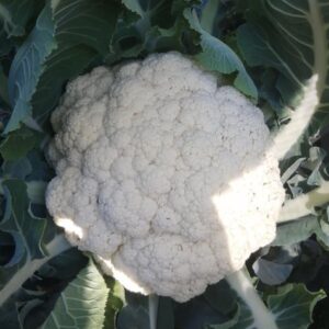 Growing Cauliflower Plant at Home. Plant is flourishing and ripe to harvest in the Home Garden