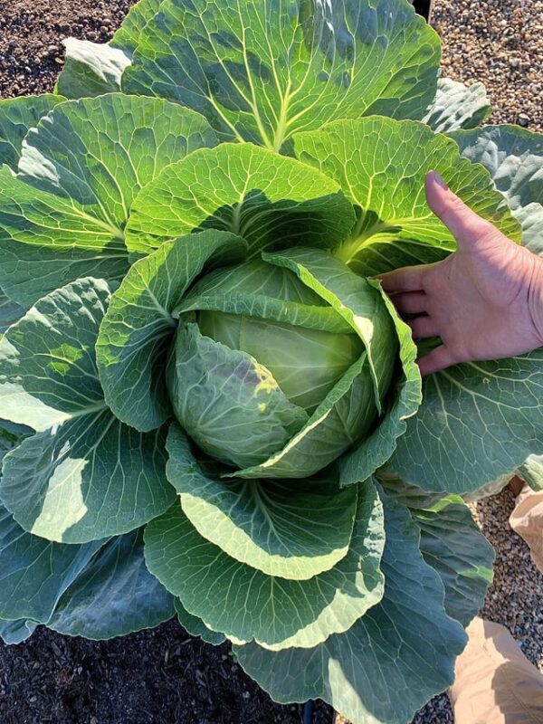 Cabbage Vegetable Fully Grow in our Home Garden