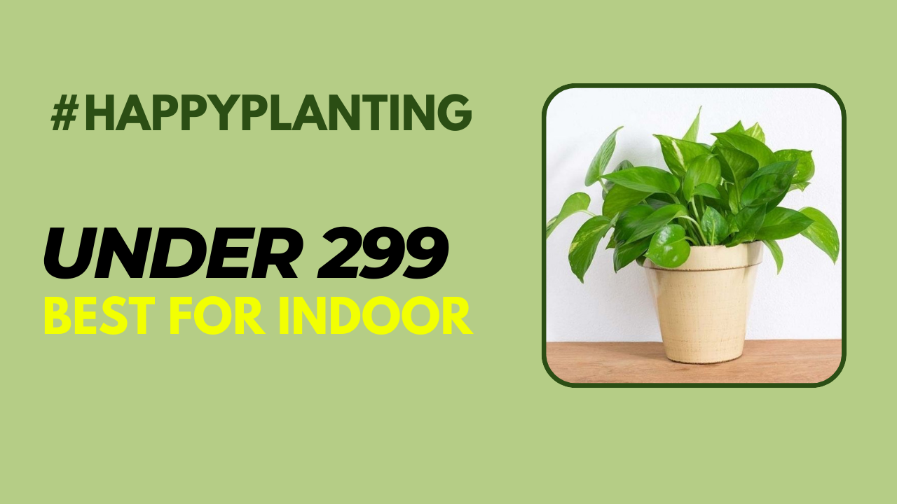 Indoor-Plant-with-Pot-Online-Shop-bazar-Under-299-Best-Value