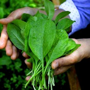 Spinach Seed Planting. these green spinach leafs