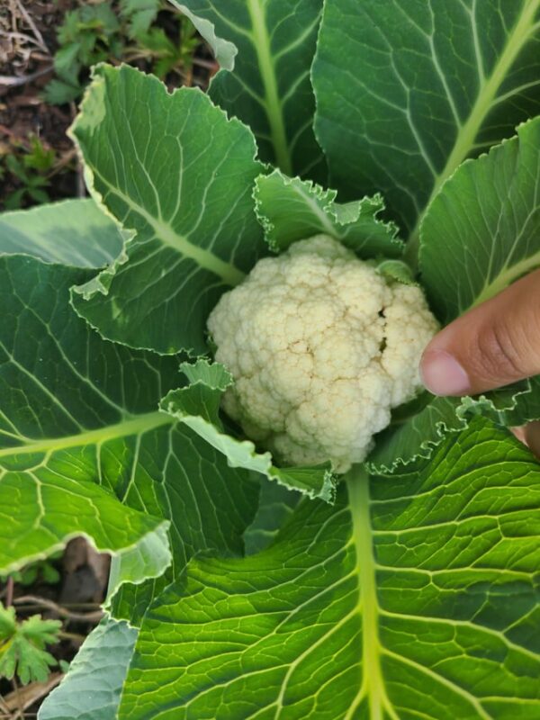 Growing Gobhi Plant at Home. Plant is flourishing and ripe to harvest in the Home Garden