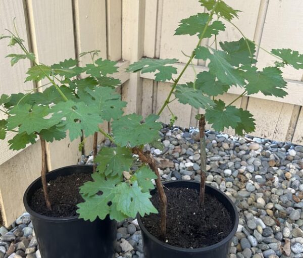 Growing Grape Vine Plants in a Pot (Home Garden)