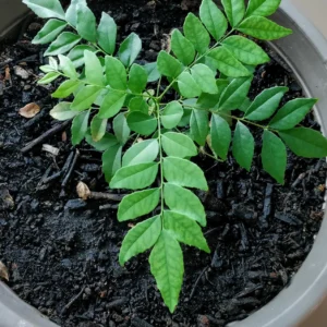 Curry Leaf Plant Growing in a Indoor Pot. the color of curry leaf is green & Soil is quite blackish in color