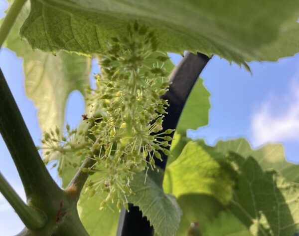 Growing Grapes Plant. Plant is flourishing with Flowering & Ready for Pollination