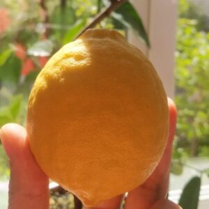 Fully Grown Lemon from a Lemon Tree Plant