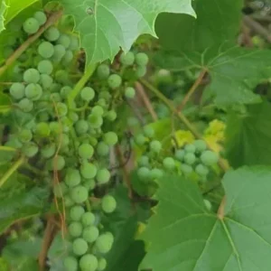 Growing Grapes Plant. Plant is flourishing with both Grapes Fruit and Flowering