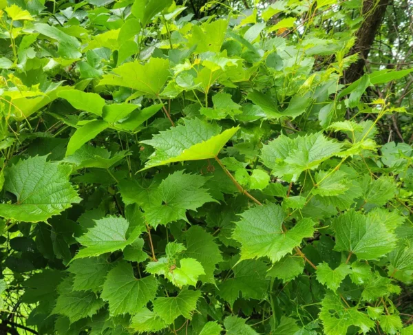 Growing Grapes Plant. Plant is growing and flourishing with many green leaves