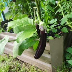 Growing Brinjal Plant. Plant is flourishing with both Brinjal Vegetable Fruit