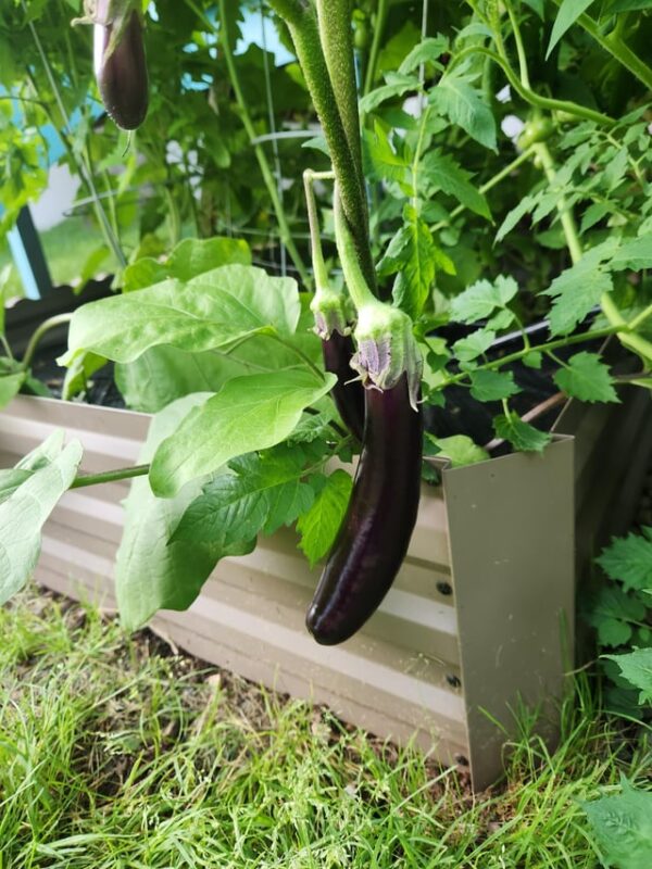 Growing Brinjal Plant. Plant is flourishing with both Brinjal Vegetable Fruit