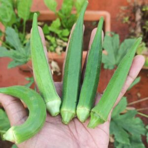 Grown Bhindi Vegetable