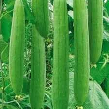 sponge gourd plantation grown by using Seeds which are 100% Organic Hybrid Seeds