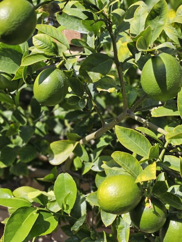 Lemonade Tree with green lemon tree leaf and growing lemon tree with lemons