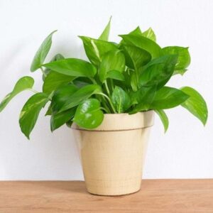 A Beautiful Indoor Money Plant in a Pot