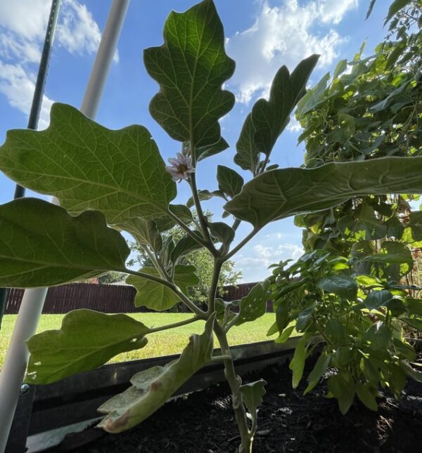 Growing Eggplant Plant at Home. Plant is flourishing quite in the Home Garden as New Flowers are Coming.