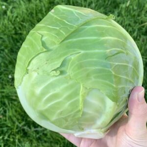 Cabbage Vegetable grown at Home & Holding in my hand