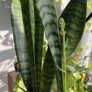 Snake Plant in a Pot placed Indoor under indirect Sunlight