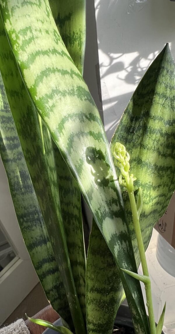 Snake Plant in a Pot placed Indoor under indirect Sunlight (2nd Image)