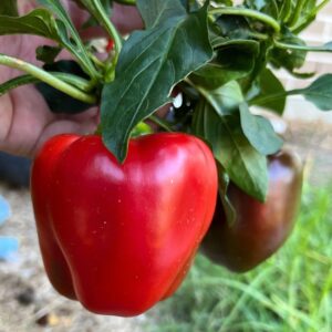 Capsicum Plant with fully Grown Red Capsicum fruit