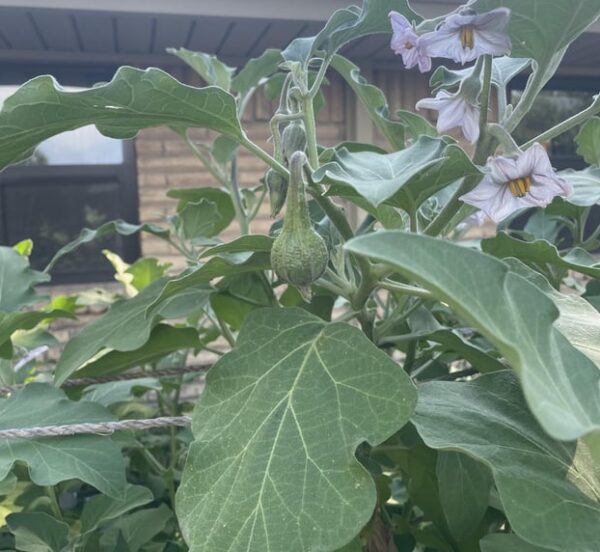 Growing Baingan Plant at Home. Plant is flourishing quite in the Home Garden as Many New Flowers are Coming.