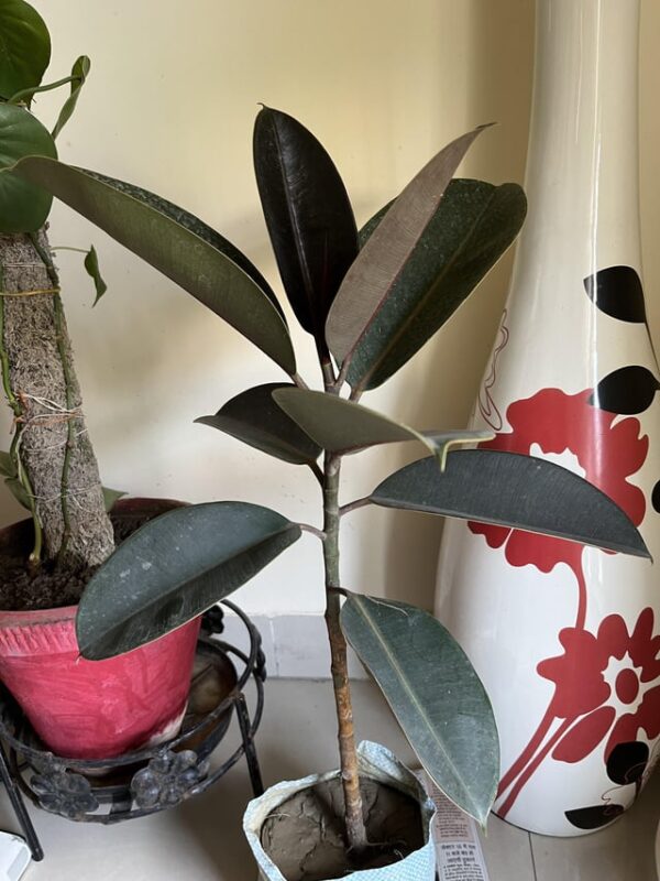 Rubber Plant in a house plastic pot