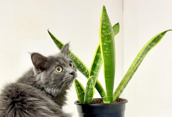 Cat sitting beside Snake Plant placed as a Indoor Plant