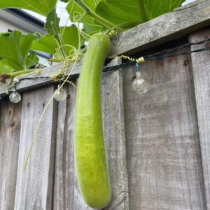 Bottle Gourd with fully Grown bottle gourd fruits and Planted Indoor