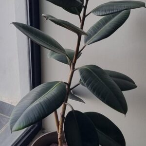 Rubber Plant as House Indoor Plant in a Plastic Pot