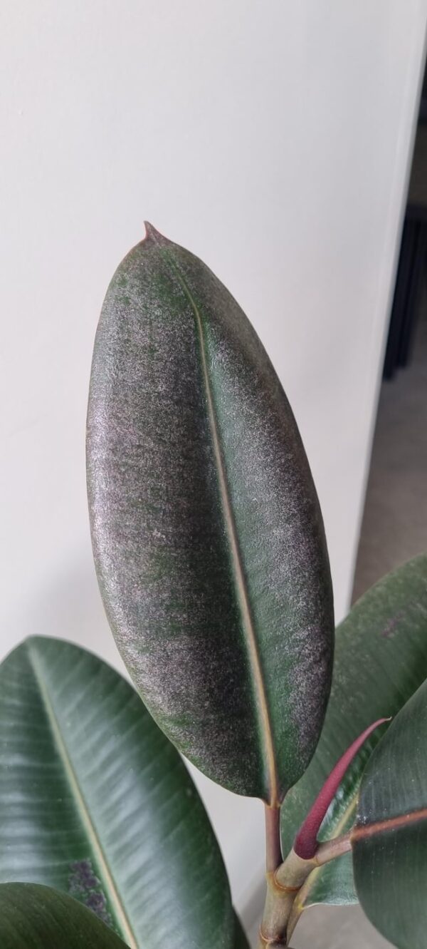 Rubber Plant as House Indoor Plant in a Plastic Pot