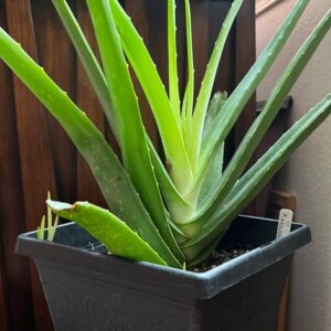 Aloe Plant within pot is placed on the ground inside the house.