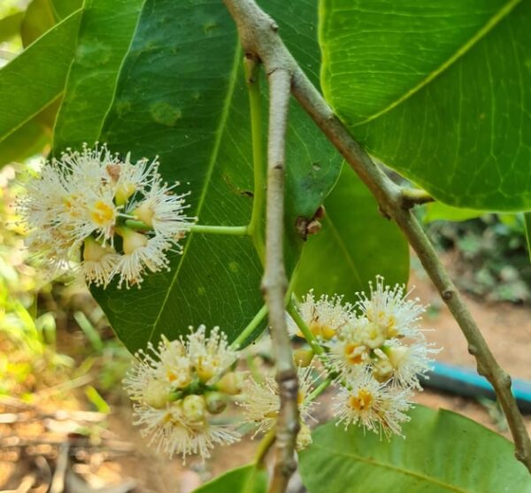 Jamun Tree ,flowering Grafted Variety Grown in Outside Soil