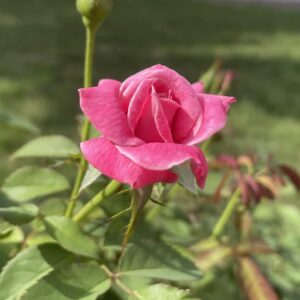 Pink Rose Plant with Pink Rose Flower in a Outdoor Plant Garden