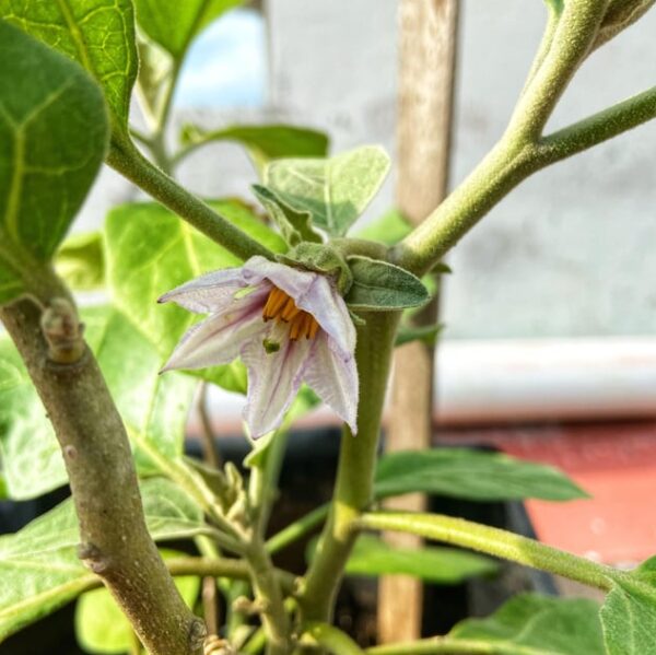 Growing Baingan Plant in Pot. Plant is flourishing quite in the Pot as Flowers are Coming.