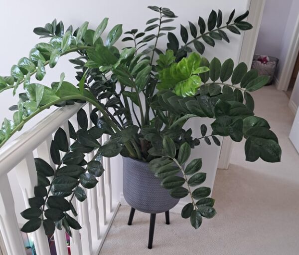 zz plant (zamioculcas zanzibar gem plant) growing Outside in a pot placed tri legs pot stand