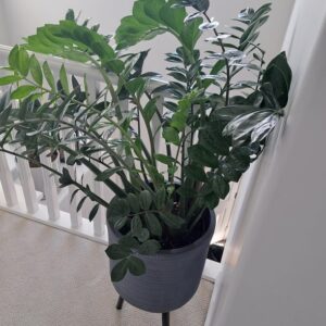 zamioculcas zamiifolia zee zee plant, a Indoor Houseplant growing in a Purple color Pot