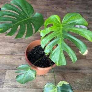 monsteras plants, a Houseplant with Green monstera deliciosa leaf's grow in a Indoor Pot. Pot is well drained and contain black fertilized soil