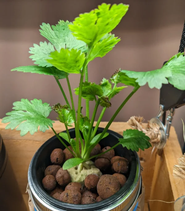 hybrid coriander seeds to grow cilantro at Home