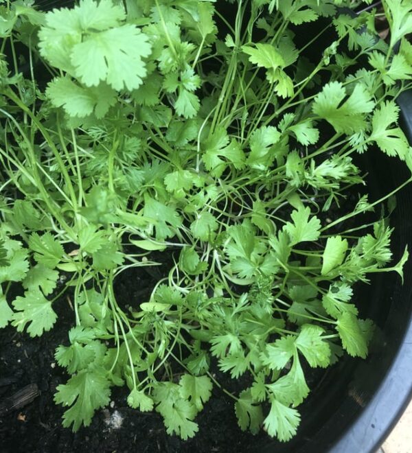 cilantro coriander with many coriander leaf by growing cilantro in black Soil inside at Pot