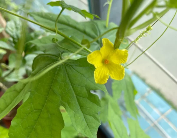 Growing Bitter gourd plant and the bitter gourd flowering (Yellow color) grown by using bitter melon seeds