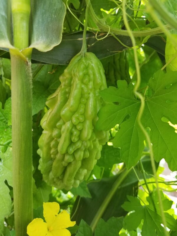 Growing Bitter gourd plant and the bitter gourd fruiting with a bitter gourd vegetable on the plant grown by using bitter melon seeds