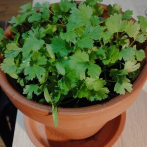 Growing plant coriander with many cilantro leaf from coriander seeds in a pot