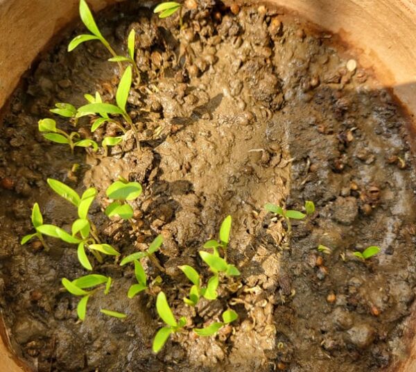 coriander dhania seeds growing along with many cilantro coriander seeds are germinating in a Pot