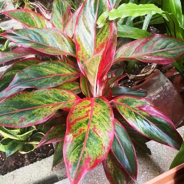 Monstera plant (red Monstera Deliciosa) , a Indoor Houseplant Grown in a Pot