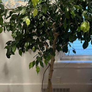 ficus tree weeping fig, grown in a pot placed as a Indoor Plant