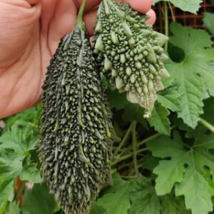 bitter gourd plant grown outside using karela seeds and Karela Plant is now fruiting with Bitter Melon Vegetable