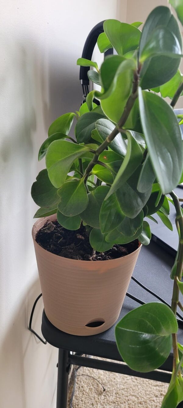 peperômia obtusifolia, peperomia green plant variety potted in a Indoor pot