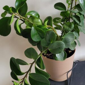 peperomia plant, this peperomia vareity is called as peperomia obtusifolia. This Green obtusifolia Plant is potted in indoor Pot.