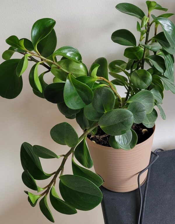 peperomia plant, this peperomia vareity is called as peperomia obtusifolia. This Green obtusifolia Plant is potted in indoor Pot.