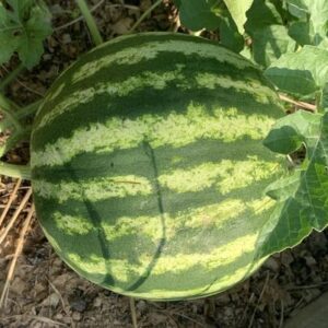 Watermelon Plant grown by Planting hybrid melons seeds and Plant is now Flowering and Fruiting with a Fully Grown Watermelon Fruit